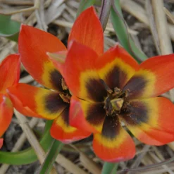 Tulip 'Little Princess' -UK Garden Plants Shop tulip little princess 5