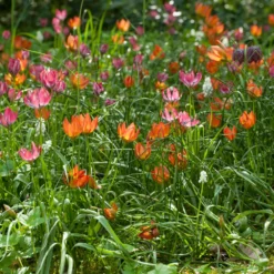 Tulip 'Little Princess' -UK Garden Plants Shop tulip little princess 5 31df52f3 2dec 4a1f 8180 e778335e2cc4