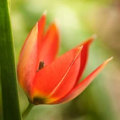 Tulip 'Little Princess' -UK Garden Plants Shop tulip little princess 6