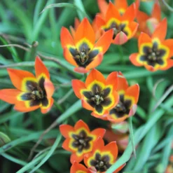 Tulip 'Little Princess' -UK Garden Plants Shop tulip little princess 8 scaled