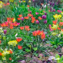 Tulip 'Little Princess' -UK Garden Plants Shop tulip little princess 9 scaled