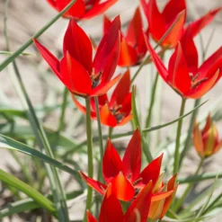 Tulip Orphanidea 'Lizzy' -UK Garden Plants Shop tulip lizzy 3 scaled