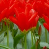 Tulip 'Red Emperor' -UK Garden Plants Shop tulip madame lefeber 1