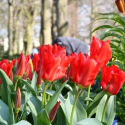 Tulip 'Red Emperor' -UK Garden Plants Shop tulip madame lefeber 10