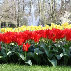 Tulip 'Red Emperor' -UK Garden Plants Shop tulip madame lefeber 12