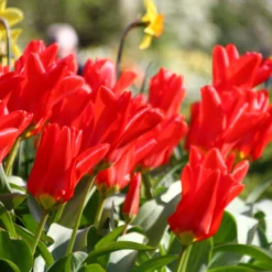 Tulip 'Red Emperor' -UK Garden Plants Shop tulip madame lefeber 13
