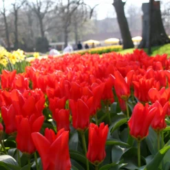 Tulip 'Red Emperor' -UK Garden Plants Shop tulip madame lefeber 14