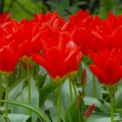 Tulip 'Red Emperor' -UK Garden Plants Shop tulip madame lefeber 2