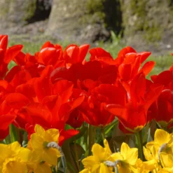 Tulip 'Red Emperor' -UK Garden Plants Shop tulip madame lefeber 3