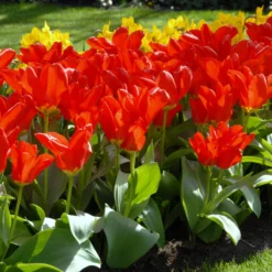 Tulip 'Red Emperor' -UK Garden Plants Shop tulip madame lefeber 5