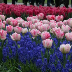 Collection 'Magenta Magic' -UK Garden Plants Shop tulip magenta magic 1