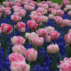 Collection 'Magenta Magic' -UK Garden Plants Shop tulip magenta magic 2