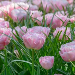 Tulip 'Mariage' -UK Garden Plants Shop tulip mariage 1 scaled