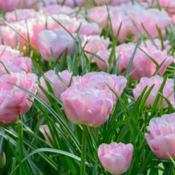 Tulip 'Mariage' -UK Garden Plants Shop tulip mariage 2 scaled