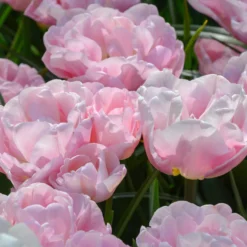 Tulip 'Mariage' -UK Garden Plants Shop tulip mariage 3 scaled