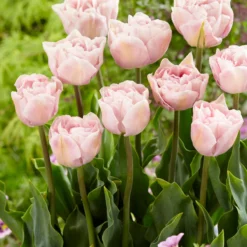 Tulip 'Mariage' -UK Garden Plants Shop tulip mariage 6