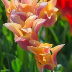 Tulip 'Marianne'