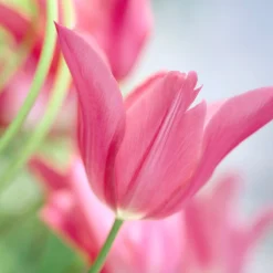 Tulip 'Mariette' -UK Garden Plants Shop tulip mariette 10