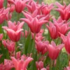 Tulip 'Mariette' -UK Garden Plants Shop tulip mariette 11