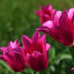 Tulip 'Mariette' -UK Garden Plants Shop tulip mariette 12 scaled