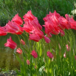 Tulip 'Mariette' -UK Garden Plants Shop tulip mariette 3 scaled