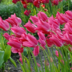 Tulip 'Mariette' -UK Garden Plants Shop tulip mariette 5 scaled