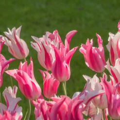 Tulip 'Mariette' -UK Garden Plants Shop tulip mariette 7 scaled