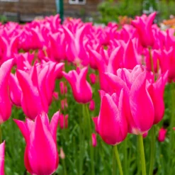 Tulip 'Mariette' -UK Garden Plants Shop tulip mariette 8 scaled