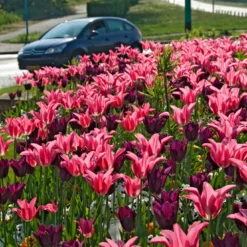 Tulip 'Mariette' -UK Garden Plants Shop tulip mariette 9