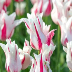 Tulip 'Marilyn' -UK Garden Plants Shop tulip marilyn 2 scaled