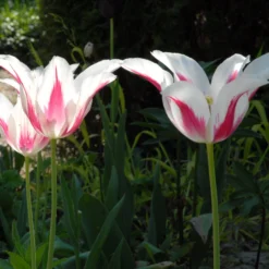 Tulip 'Marilyn' -UK Garden Plants Shop tulip marilyn 3