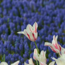 Tulip 'Marilyn' -UK Garden Plants Shop tulip marilyn 4 scaled