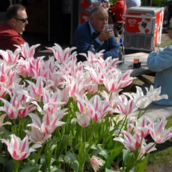 Tulip 'Marilyn' -UK Garden Plants Shop tulip marilyn 7 scaled