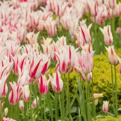 Tulip 'Marilyn' -UK Garden Plants Shop tulip marilyn 8 scaled