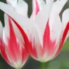 Tulip 'Marilyn' -UK Garden Plants Shop tulip marilyn 9