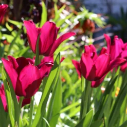 Tulip 'Merlot' -UK Garden Plants Shop tulip merlot 0