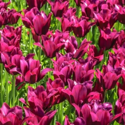 Tulip 'Merlot' -UK Garden Plants Shop tulip merlot 1