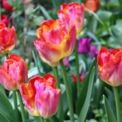 Tulip 'Miami Sunset' -UK Garden Plants Shop tulip miami sunset 0
