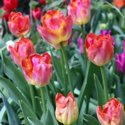 Tulip 'Miami Sunset' -UK Garden Plants Shop tulip miami sunset 00