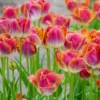 Tulip 'Miami Sunset' -UK Garden Plants Shop tulip miami sunset 4