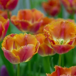 Tulip 'Miami Sunset' -UK Garden Plants Shop tulip miami sunset 5