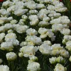 Tulip 'Mount Tacoma' 20 Tulip 'Mount Tacoma' -UK Garden Plants Shop tulip mondial 1