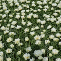 Tulip 'Mount Tacoma' 22 Tulip 'Mount Tacoma' -UK Garden Plants Shop tulip mondial 2