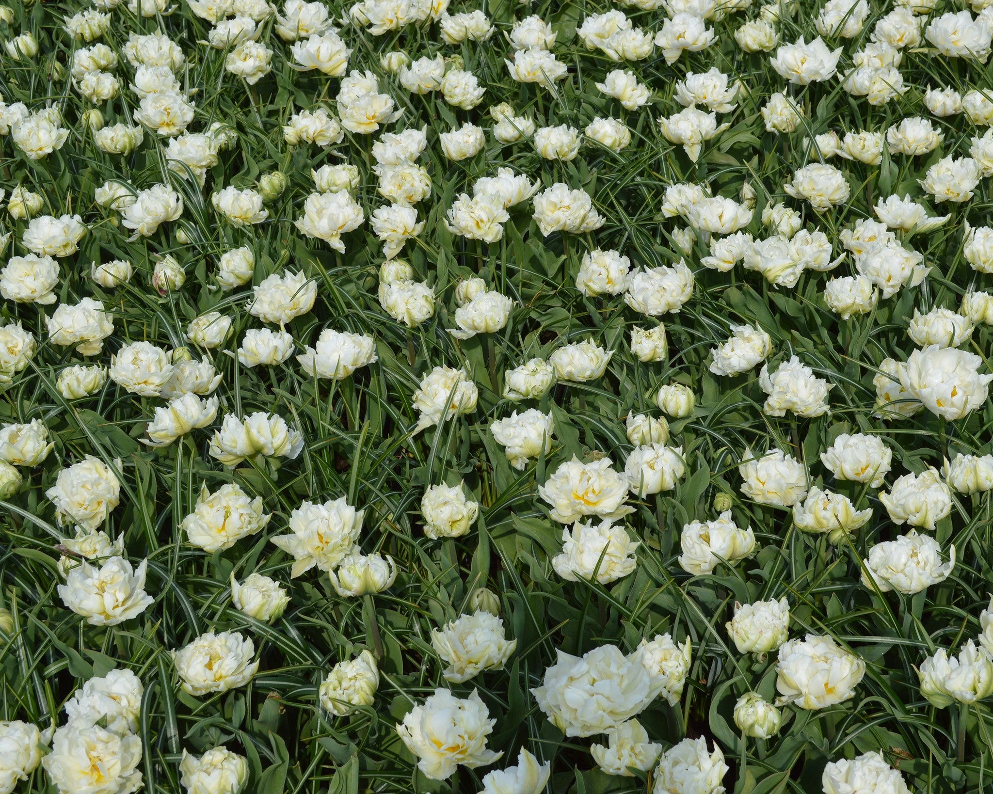 Tulip 'Mount Tacoma' 11 Tulip 'Mount Tacoma' - Image 9