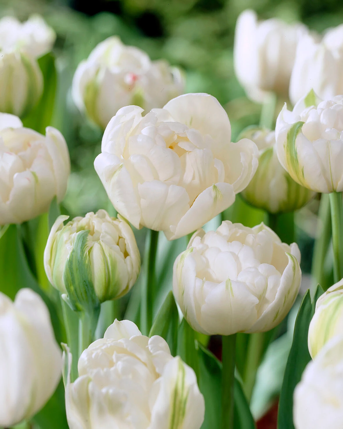 Tulip 'Mount Tacoma' 10 Tulip 'Mount Tacoma' - Image 8