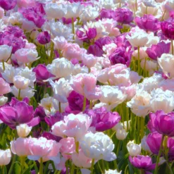 Tulip 'Mount Tacoma' 23 Tulip 'Mount Tacoma' -UK Garden Plants Shop tulip mount tacoma 1 a5d1fca9 dfd1 4e20 9f8a 96e68a74b7e6 scaled