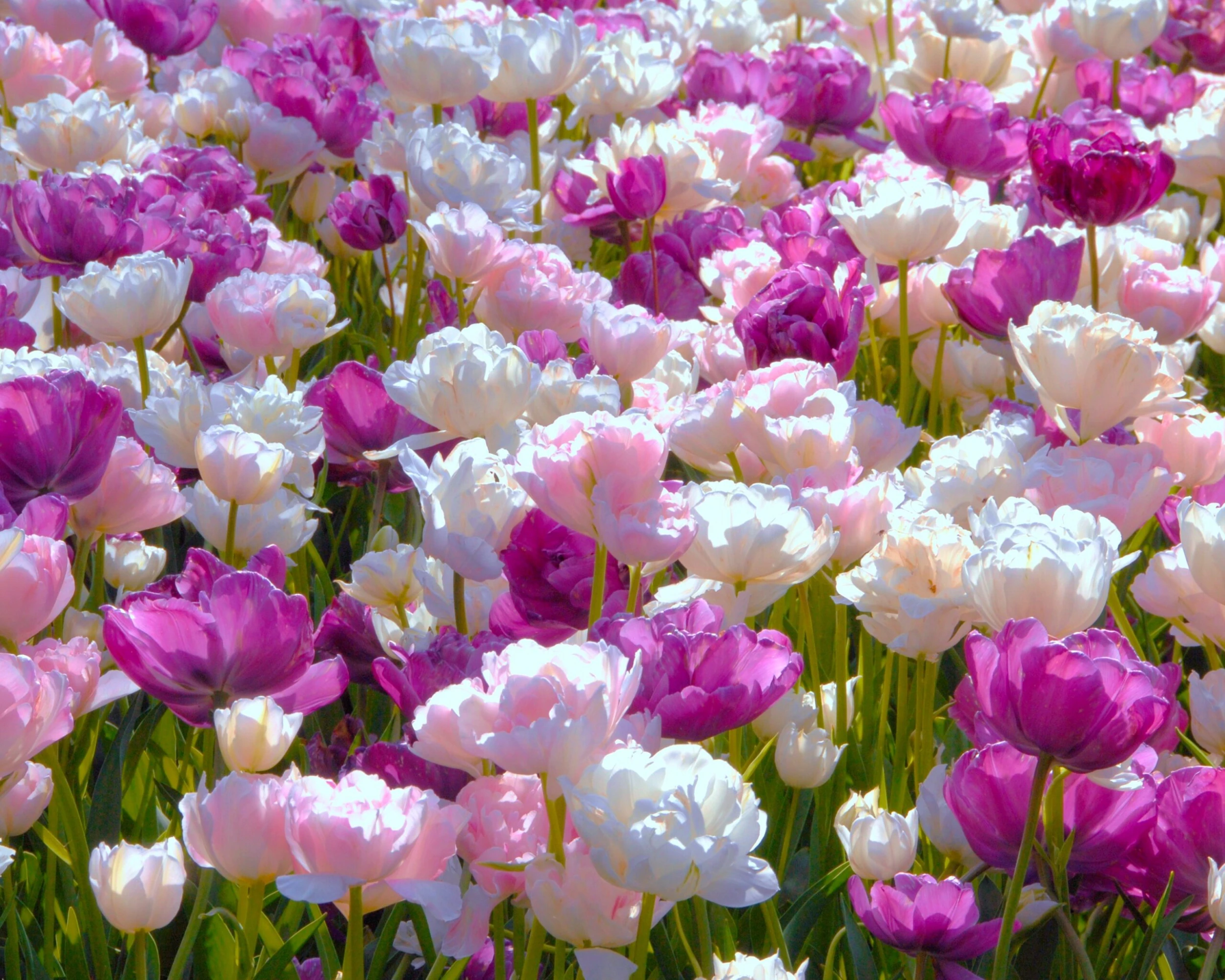 Tulip 'Mount Tacoma' 12 Tulip 'Mount Tacoma' - Image 10