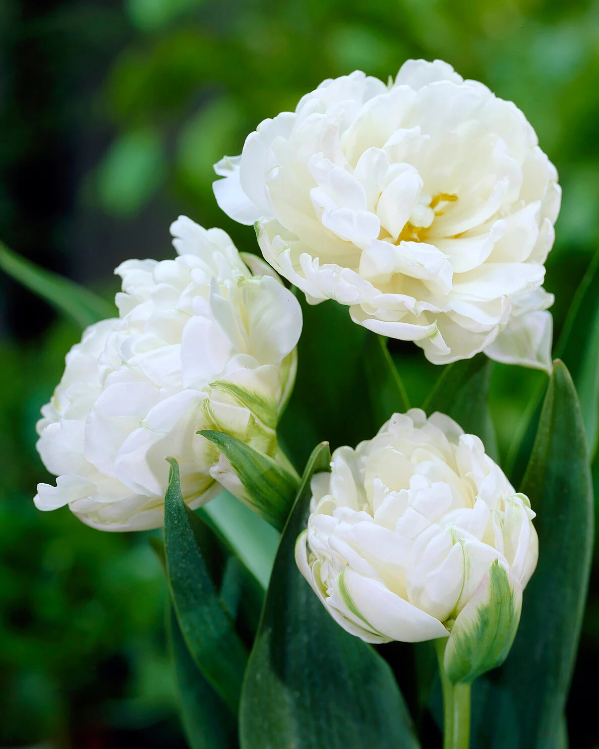 Tulip 'Mount Tacoma' 7 Tulip 'Mount Tacoma' - Image 5