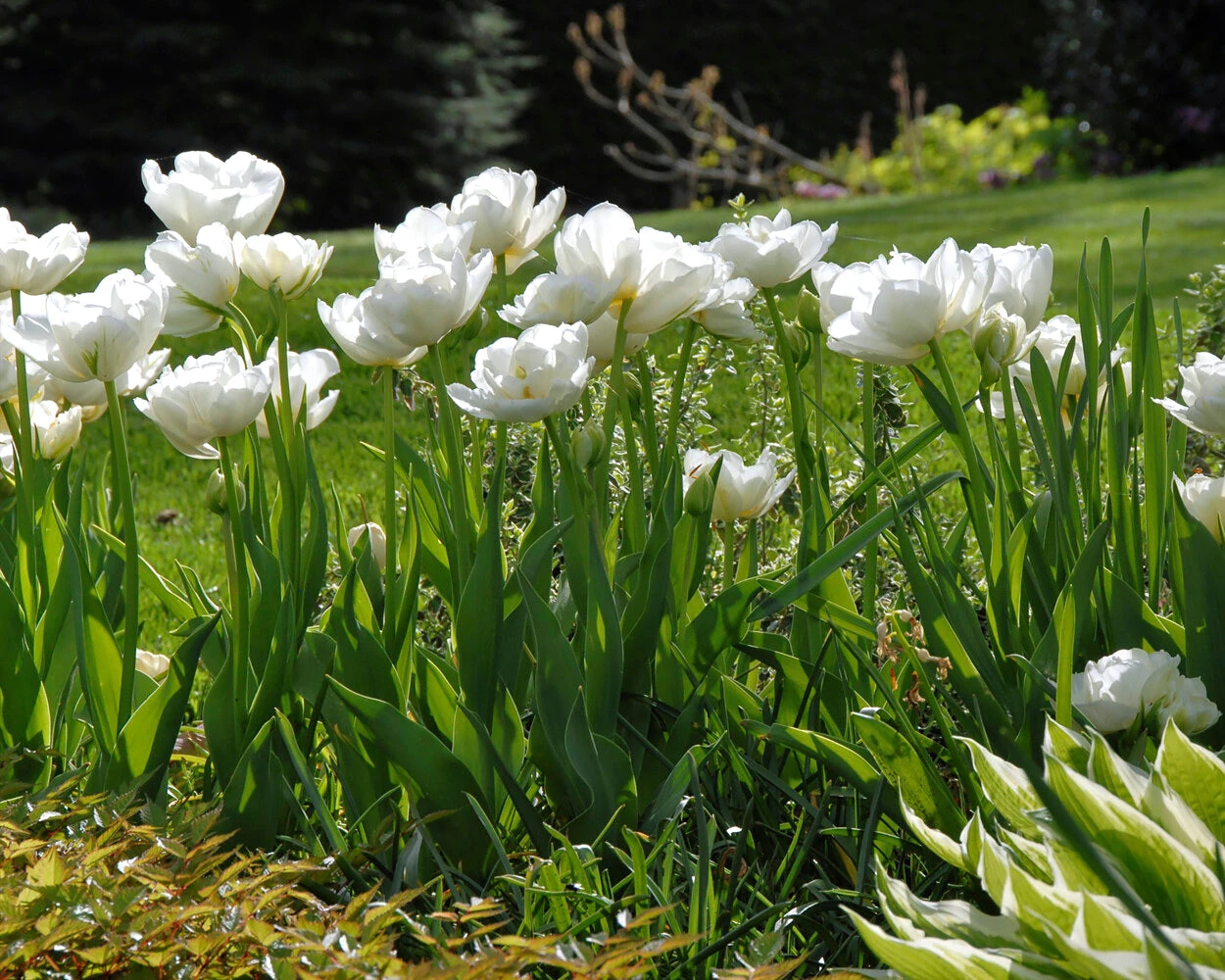 Tulip 'Mount Tacoma' 8 Tulip 'Mount Tacoma' - Image 6