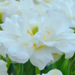 Tulip 'Mount Tacoma' 16 Tulip 'Mount Tacoma' -UK Garden Plants Shop tulip mount tacoma 4 299806a6 b5e8 40be bc42 e3c0de0d121d